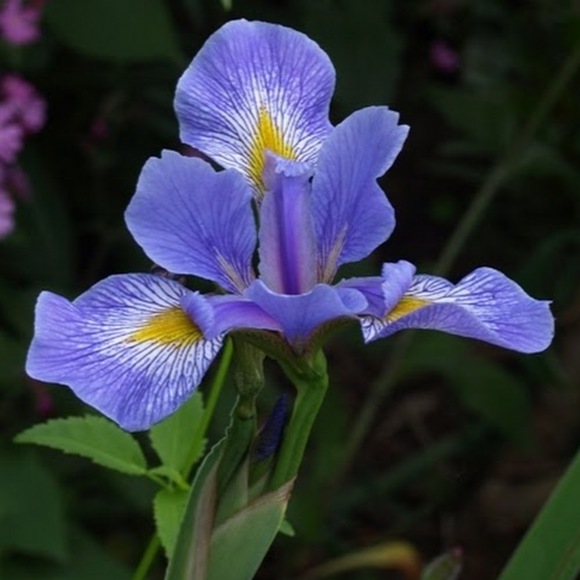 lily544